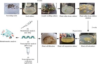 Metabolome and transcriptome integration explored the mechanism of browning in Glycyrrhiza uralensis Fisch cells